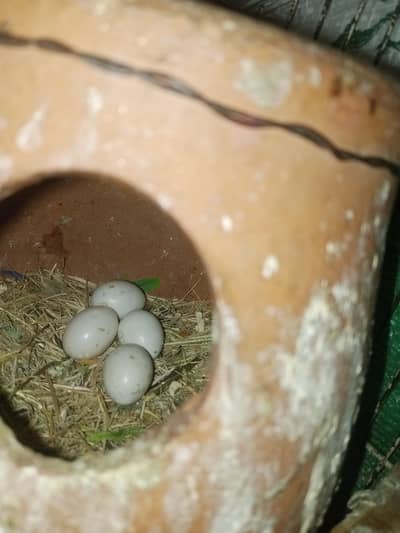 green fisher, latino red eyes, albino red eyes (three pairs)