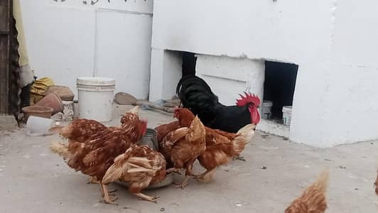 Hens lohoman+Astrolop