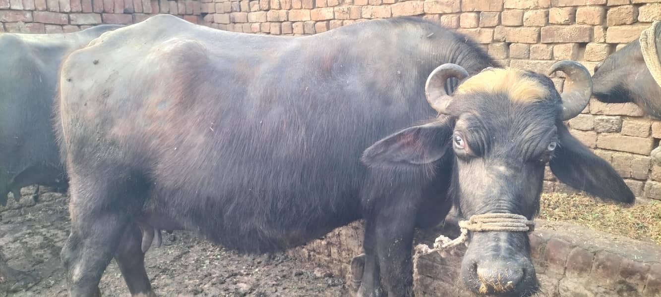 گھبن بھینس برائے فروخت 0