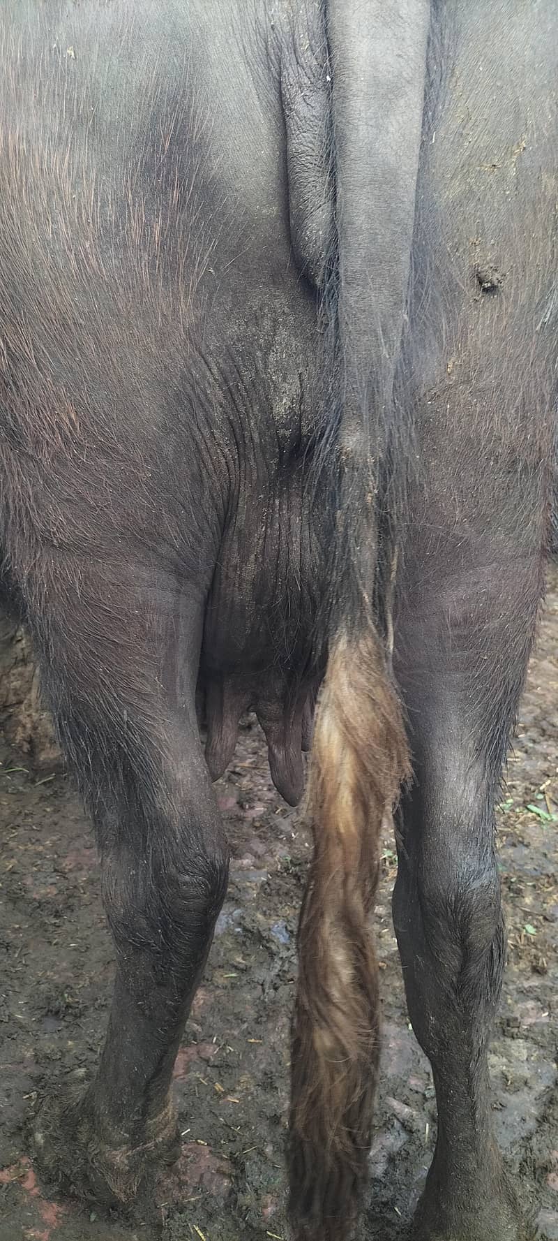 گھبن بھینس برائے فروخت 1