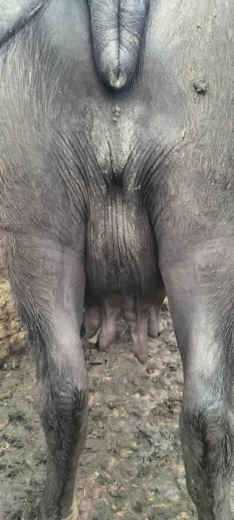 گھبن بھینس برائے فروخت 2