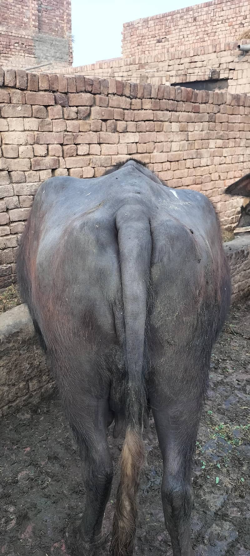 گھبن بھینس برائے فروخت 4