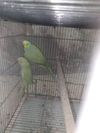 both male and female