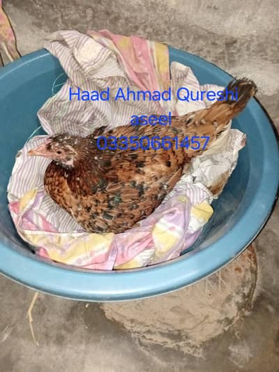 kurak aseel murgi available 03350661457