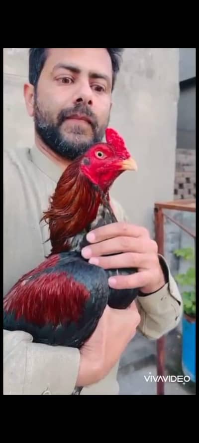 quality aseel for sale