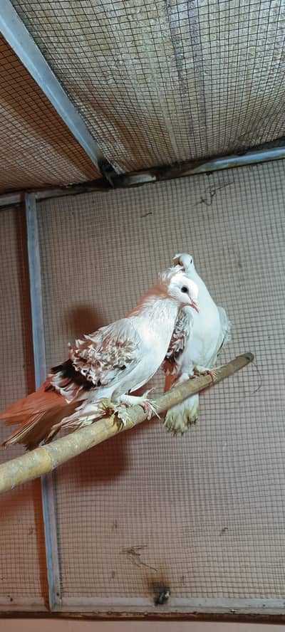 Quality 200℅ creambar frill back pair