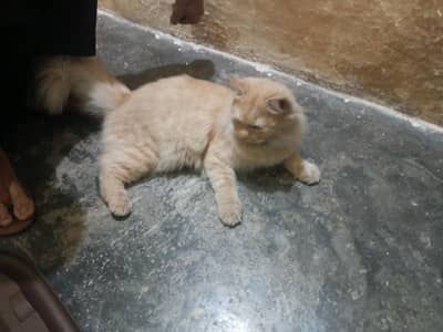 double coated Persian cat home made brown color