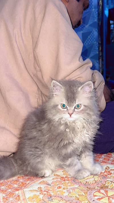 Percian kitten