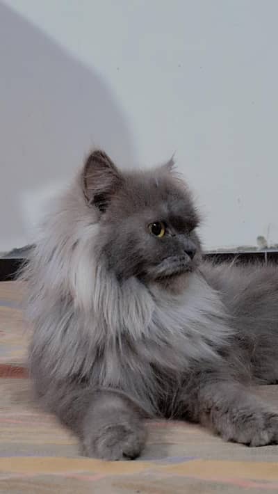 persain female cat