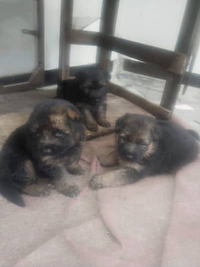 German Shepherd long coat female Black mask pup