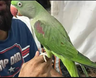 Raw/kashmiri/pahari 03190150180