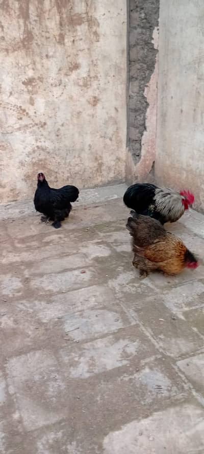 Bantam breeder set available for Sale