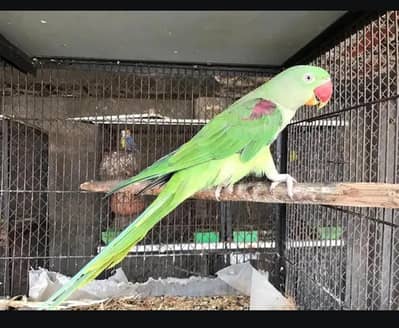 Raw Parrot Female one Eye