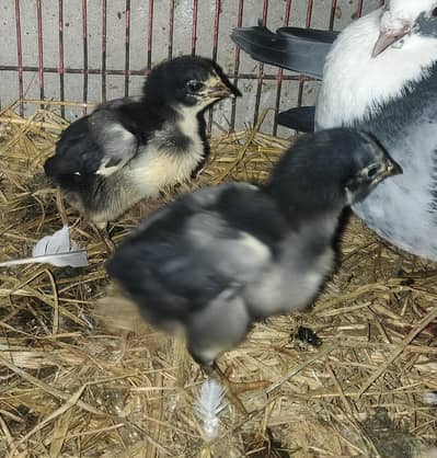 Thai quality pair chick healthy And active