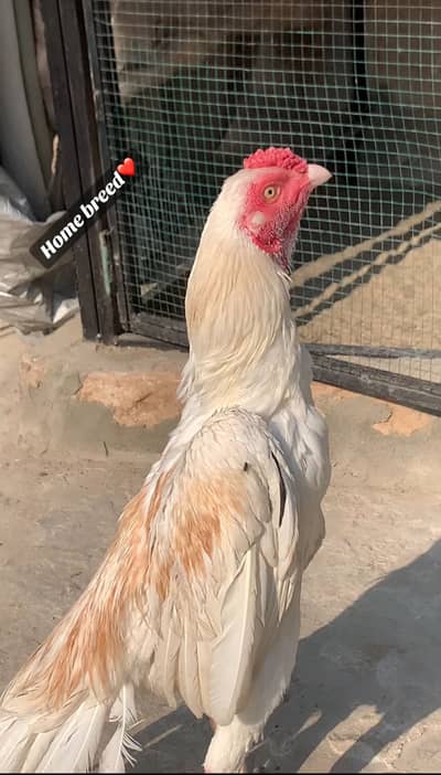 Boska | boska peela Heera | Aseel | Hen | murgha | Aseel heera 4 sale