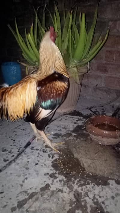 All ok full active urgent for sale