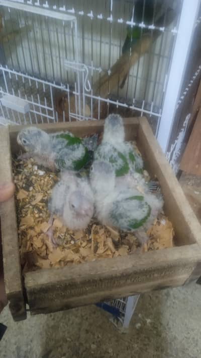 conure chicks