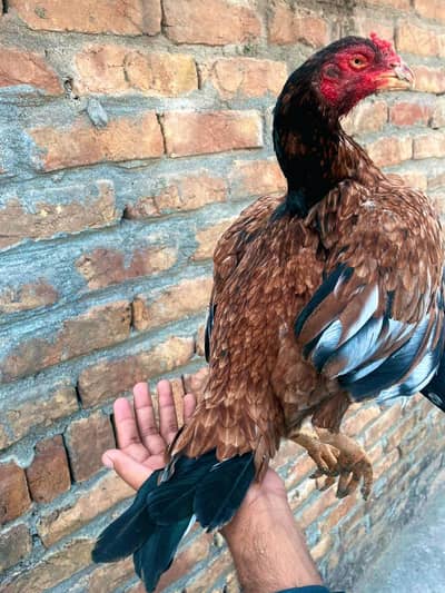 Rampuri Aseel Madi 3Kg