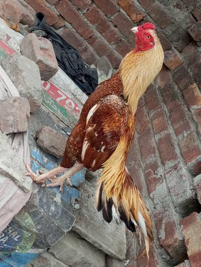 pure peela breed export quality