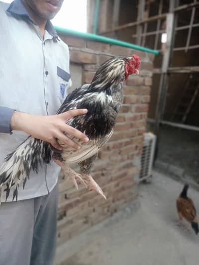 Aseel BREEDER High quality