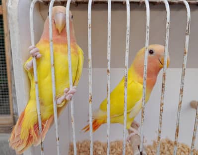 Rosicoli RedHood Lotino Opaline Pathy