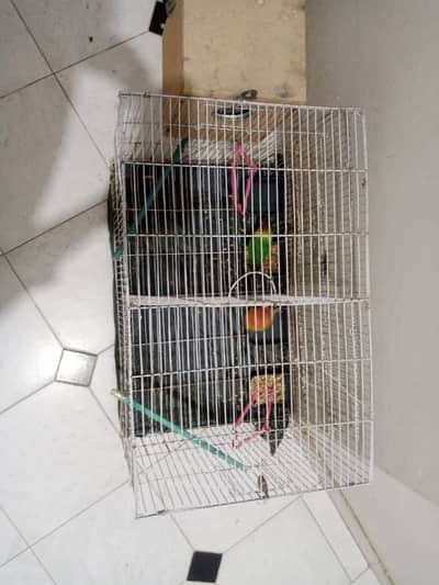 4lovebirds plus partition cage and small cage