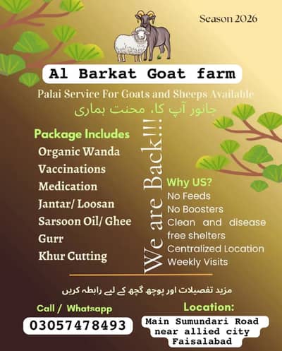 Palai service available for goat and sheep