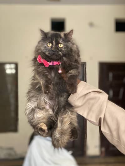 2 female kitten available