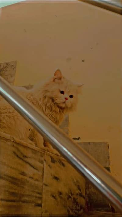 cat , Persian cat white colour