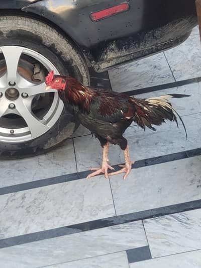 aseel murga 11 month age