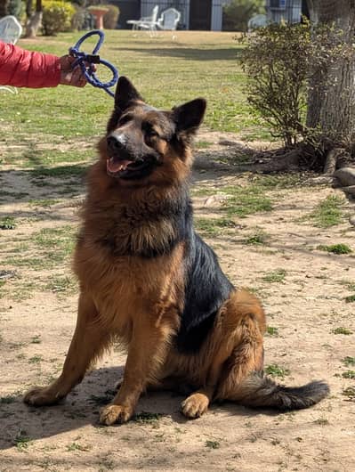 German shepherd stud available