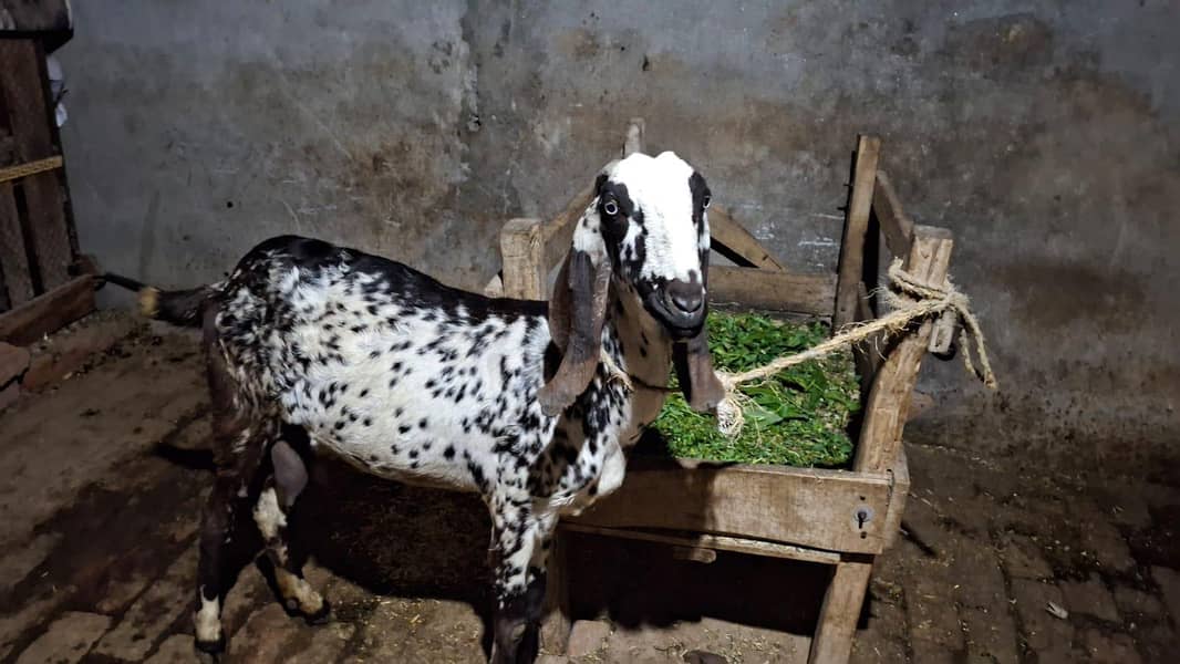 bakri/bakra 0