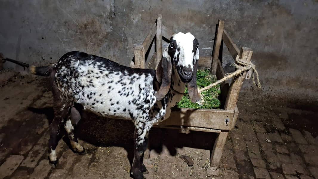 bakri/bakra 3