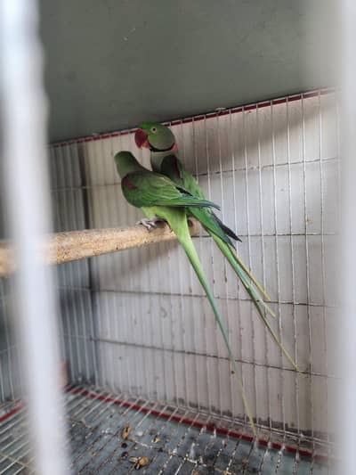 kashmiri guaranteed breeder pair