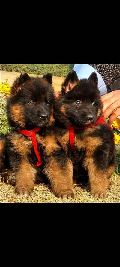 German shepherd puppies for sale healthy 0313=4934962
