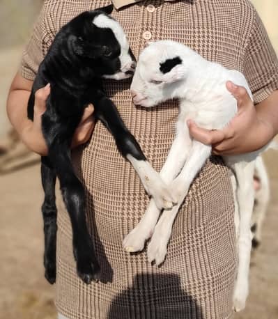 teddy baby goat gulabi White eyes  2 baby goat 03285570829