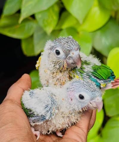 conure chicks