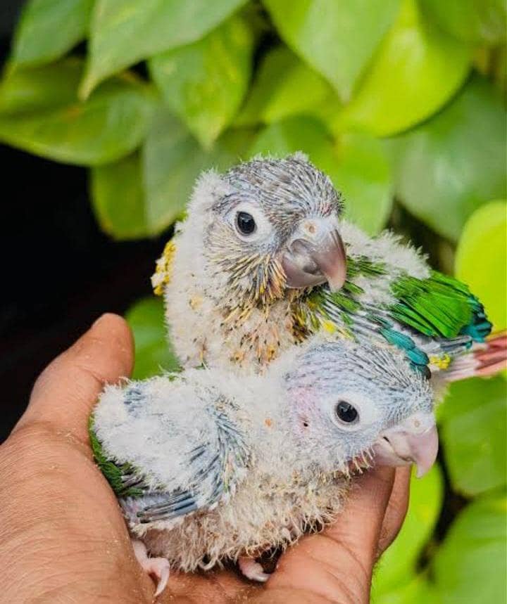 conure chicks 0