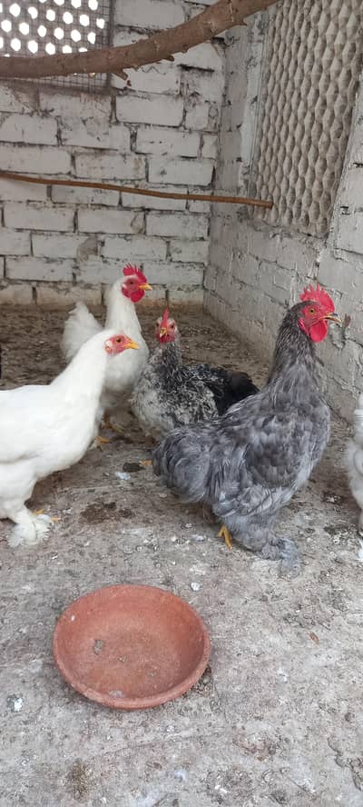 Bantum quality Pairs