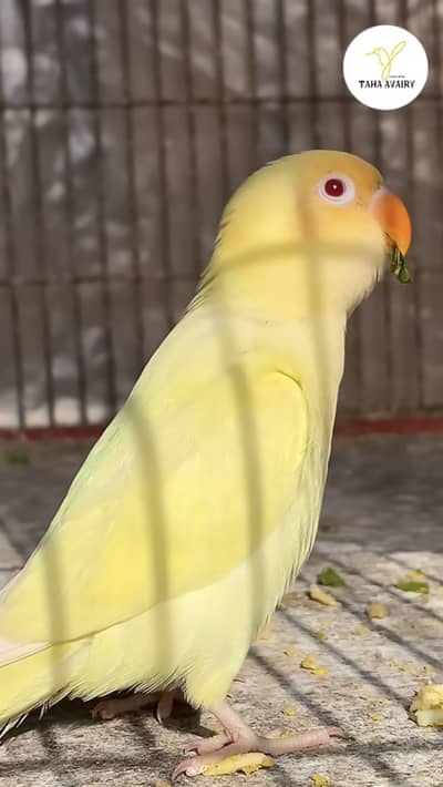 Need Albino Red Eyes And Crimeno Red Eyes Chicks