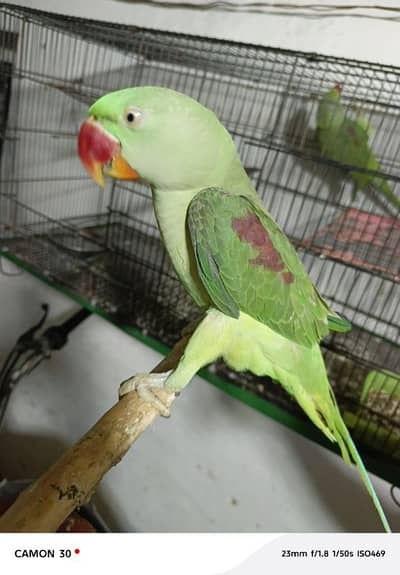 Kashmir raw paroot for sale