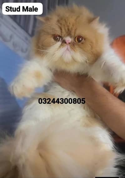 cfa line peke face stud male
