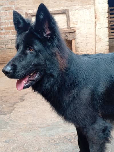 Black shepherd female