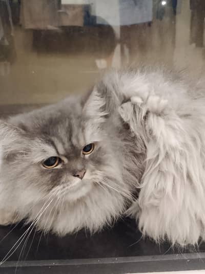 Pure Persian Cat for Sale