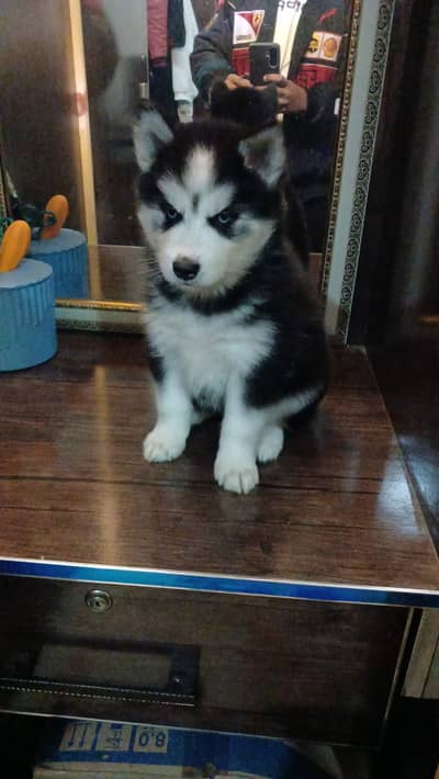 3 females husky
