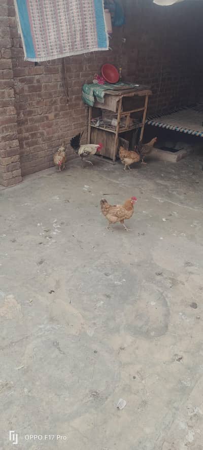 desi murgiyan or murga