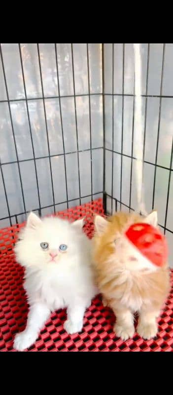 Persian cat for sale male female vaccine ke liye 0329=26=63=252=