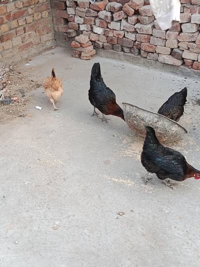 desi murgi 0/3/0/5/8/0/3/2/8/2/0.