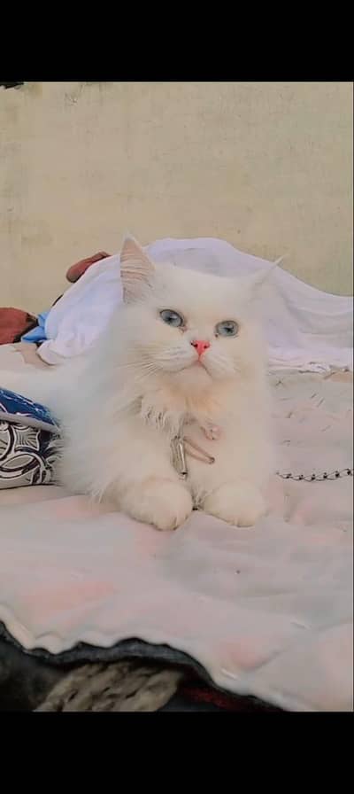 Whatsapp 03143017390