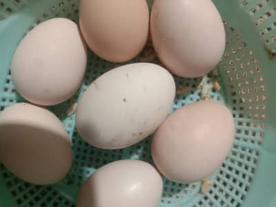 Australorp fartile egg available. . 03016041234 watasapp and cl